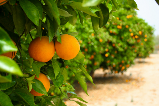 Cualidades de nuestra variedad de naranjas de Valencia